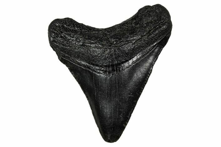 Juvenile Megalodon Tooth - South Carolina #340479